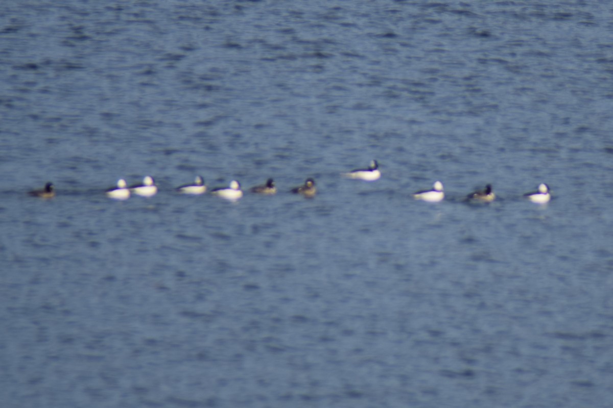 Гоголь малий - ML647267680