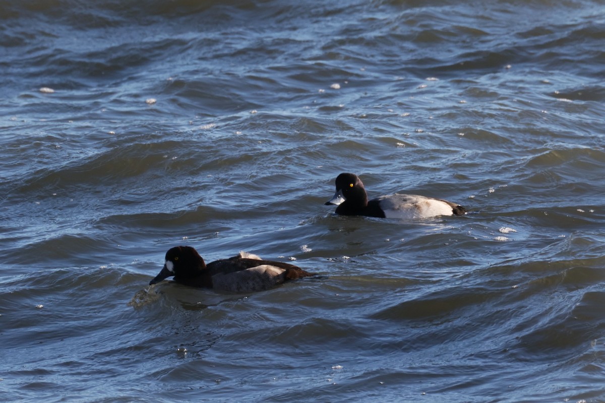 Морская чернеть - ML647267682