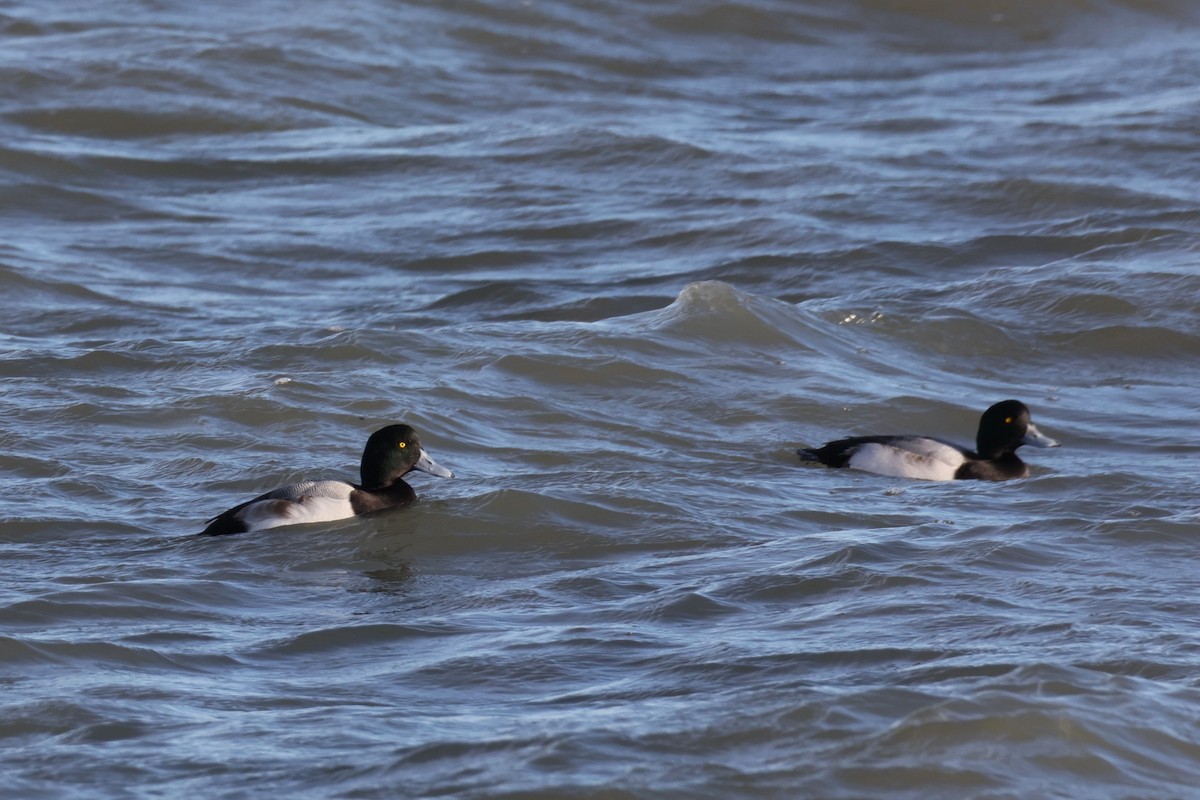 Морская чернеть - ML647267683