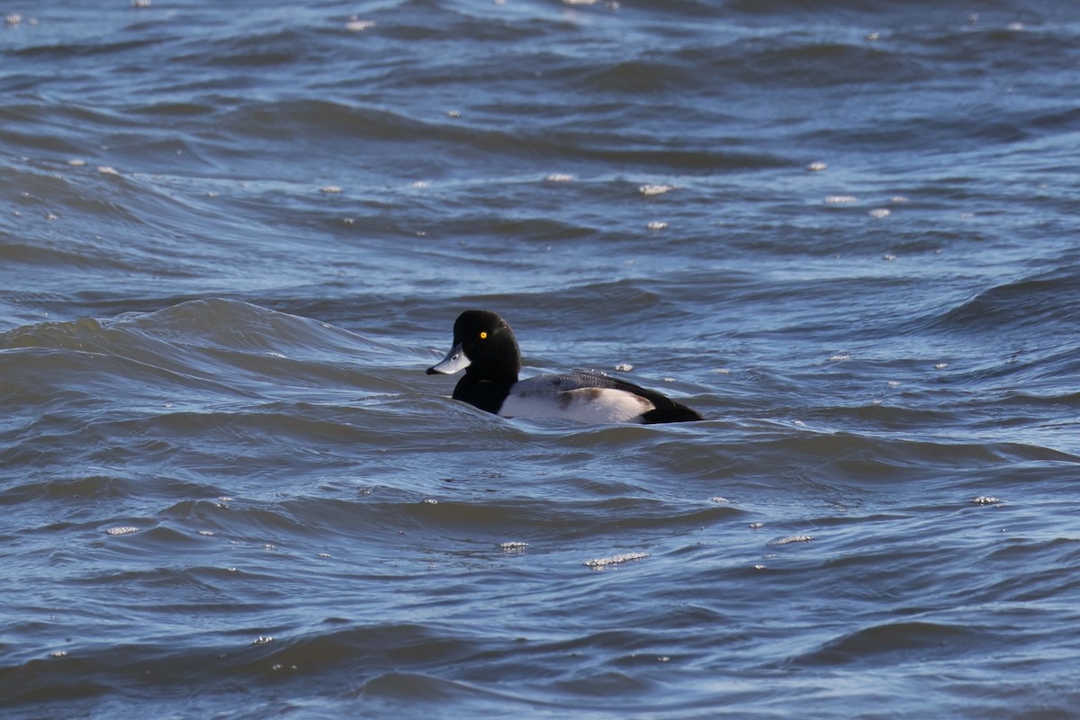 Морская чернеть - ML647267684