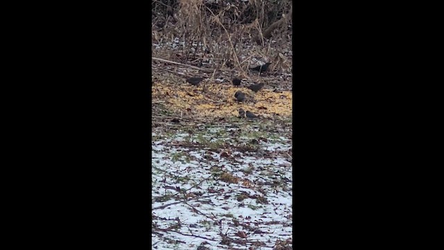 Rusty Blackbird - ML647267685