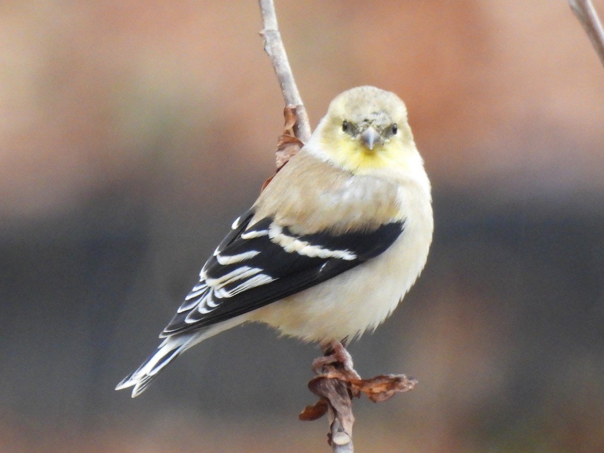Chardonneret jaune - ML647267687
