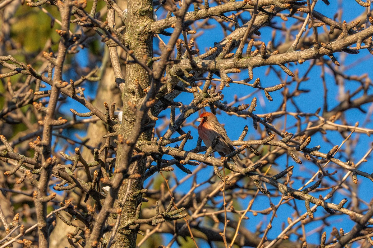 House Finch - ML647267694