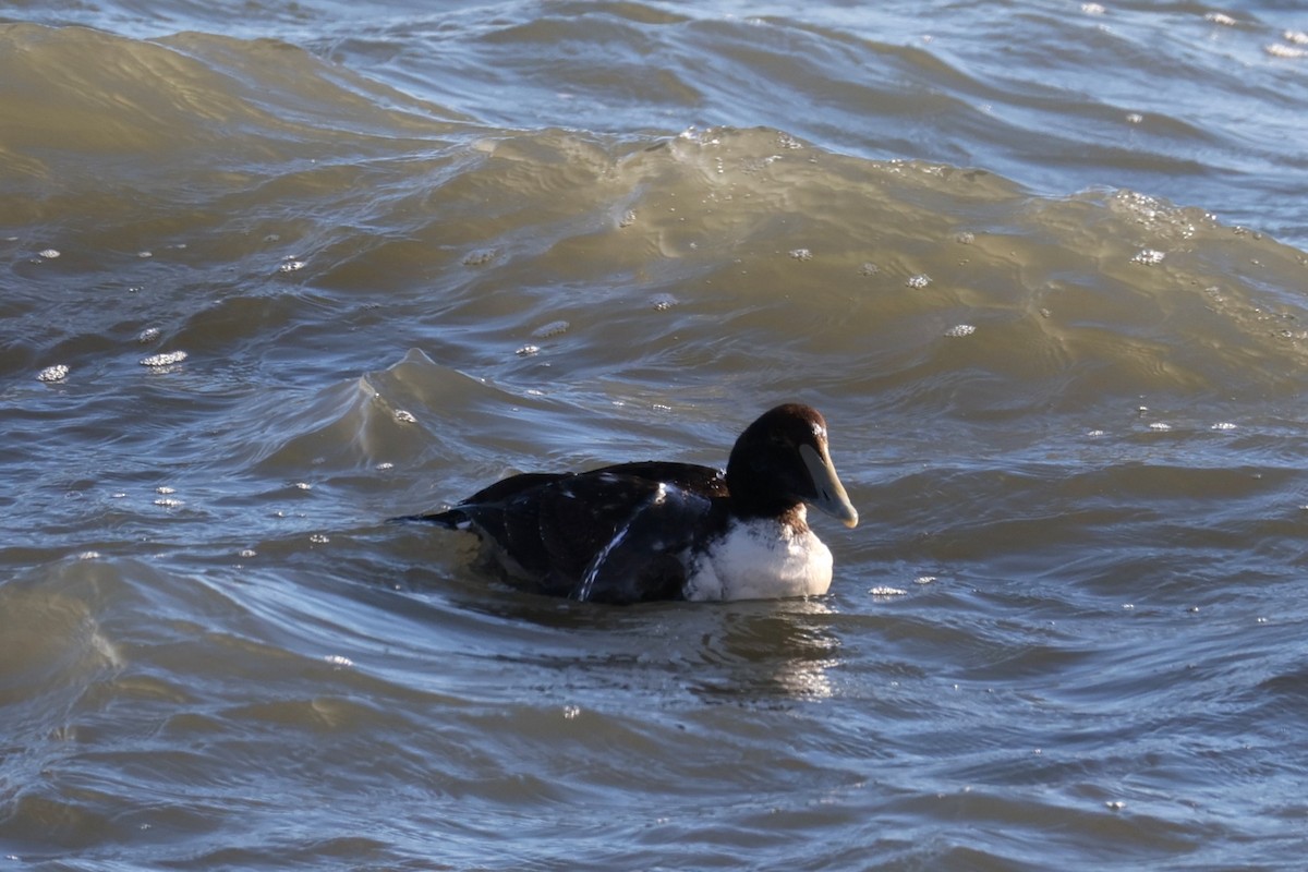 Common Eider - ML647267697