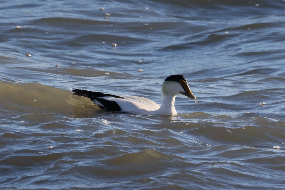 Common Eider - ML647267698