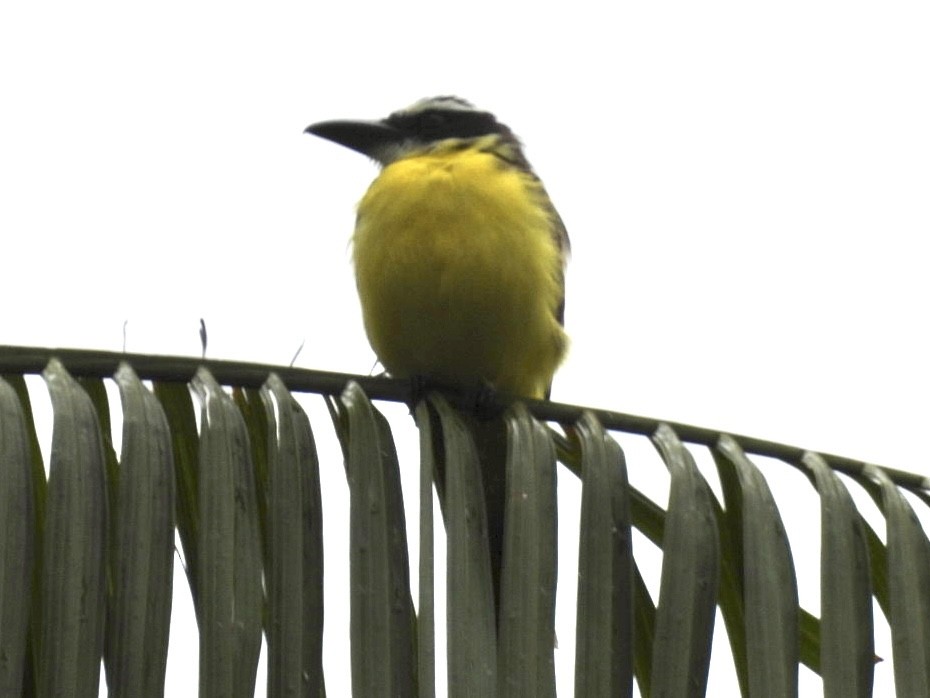 Пітанга-великодзьоб - ML647267703