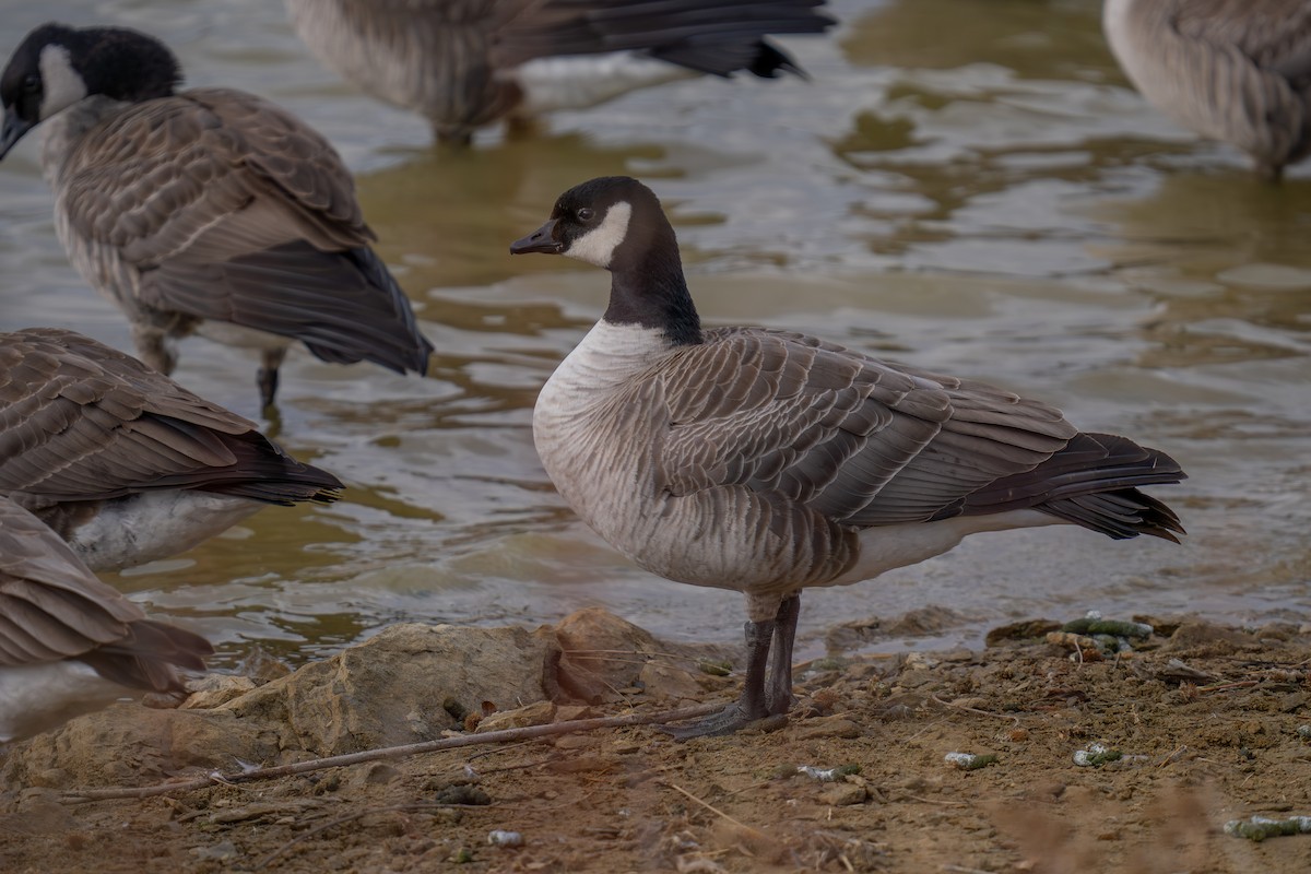 polargås - ML647267706