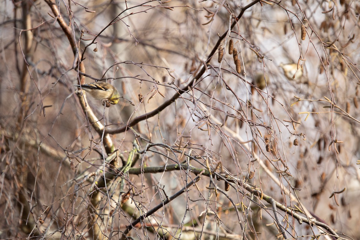 Chardonneret jaune - ML647267711