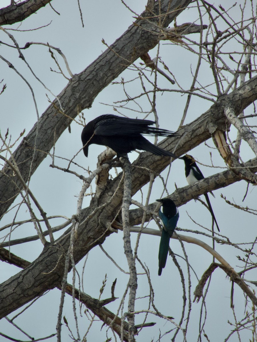 Common Raven - ML647267714