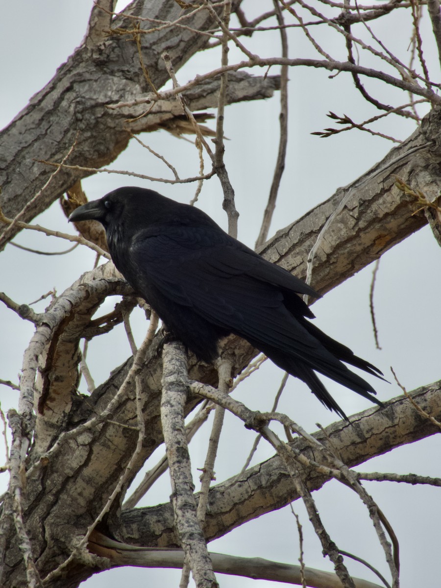 Common Raven - ML647267715