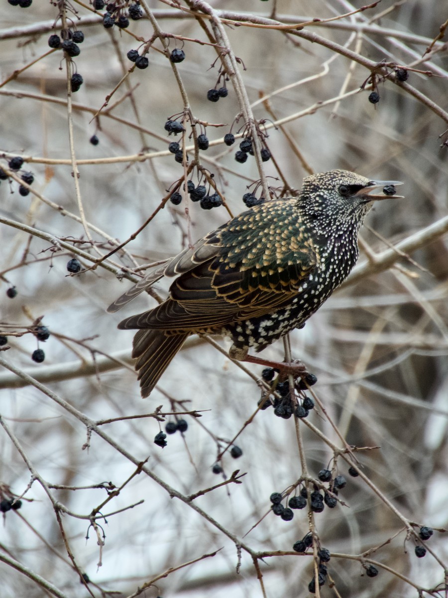 European Starling - ML647267732