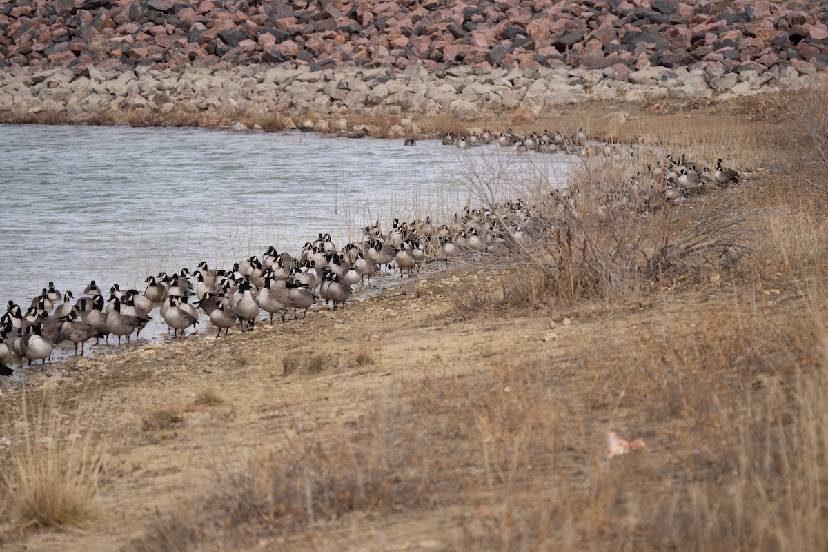 polargås - ML647267734