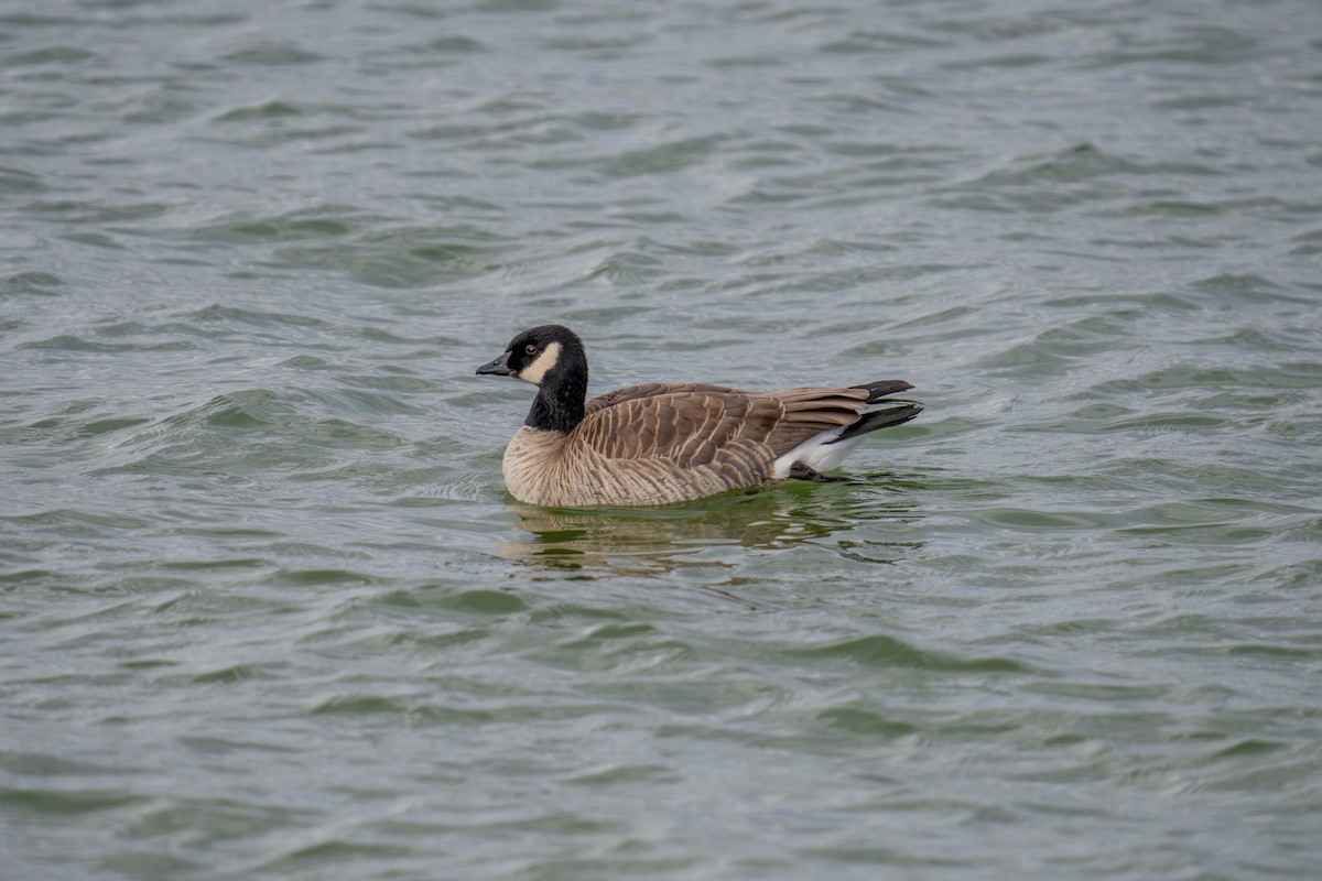 polargås - ML647267739