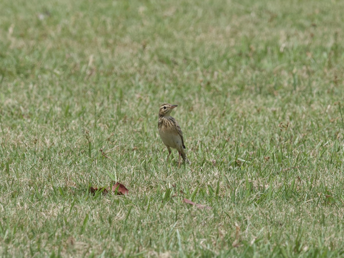 Paddyfield Pipit - ML647267743