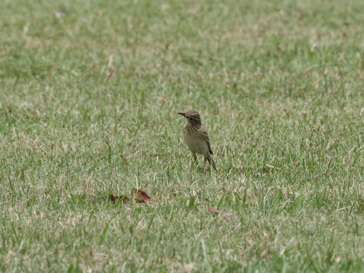 Paddyfield Pipit - ML647267744