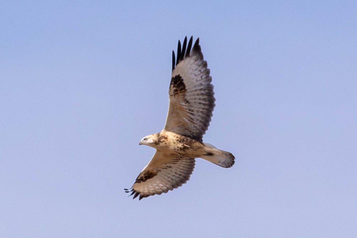 Long-legged Buzzard - ML647267748