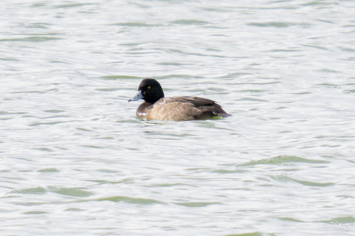 Морская чернеть - ML647267751