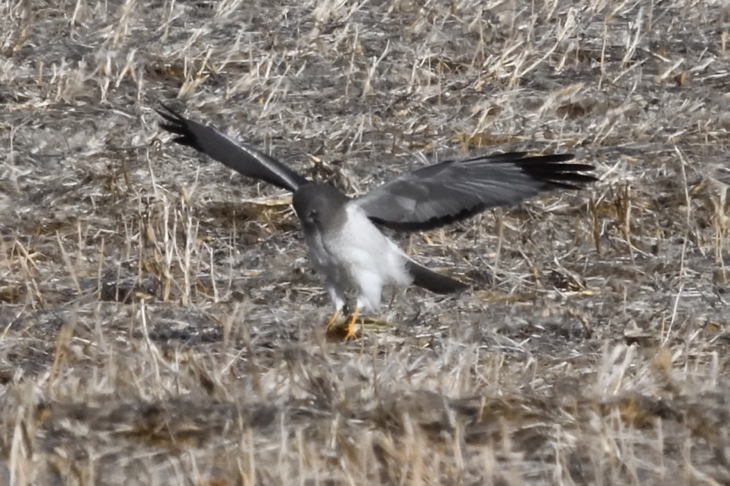 Лунь американський - ML647267753