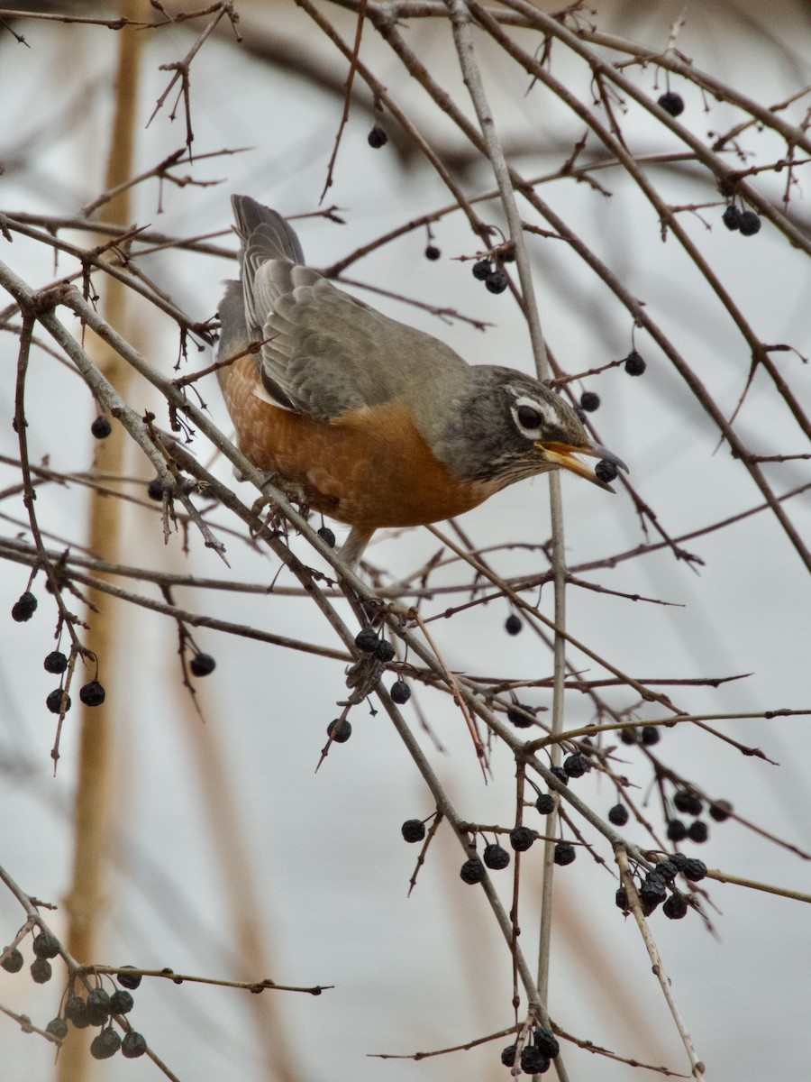 American Robin - ML647267754