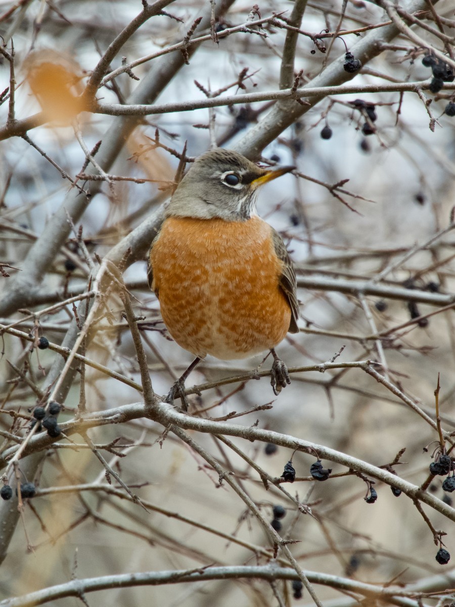American Robin - ML647267755
