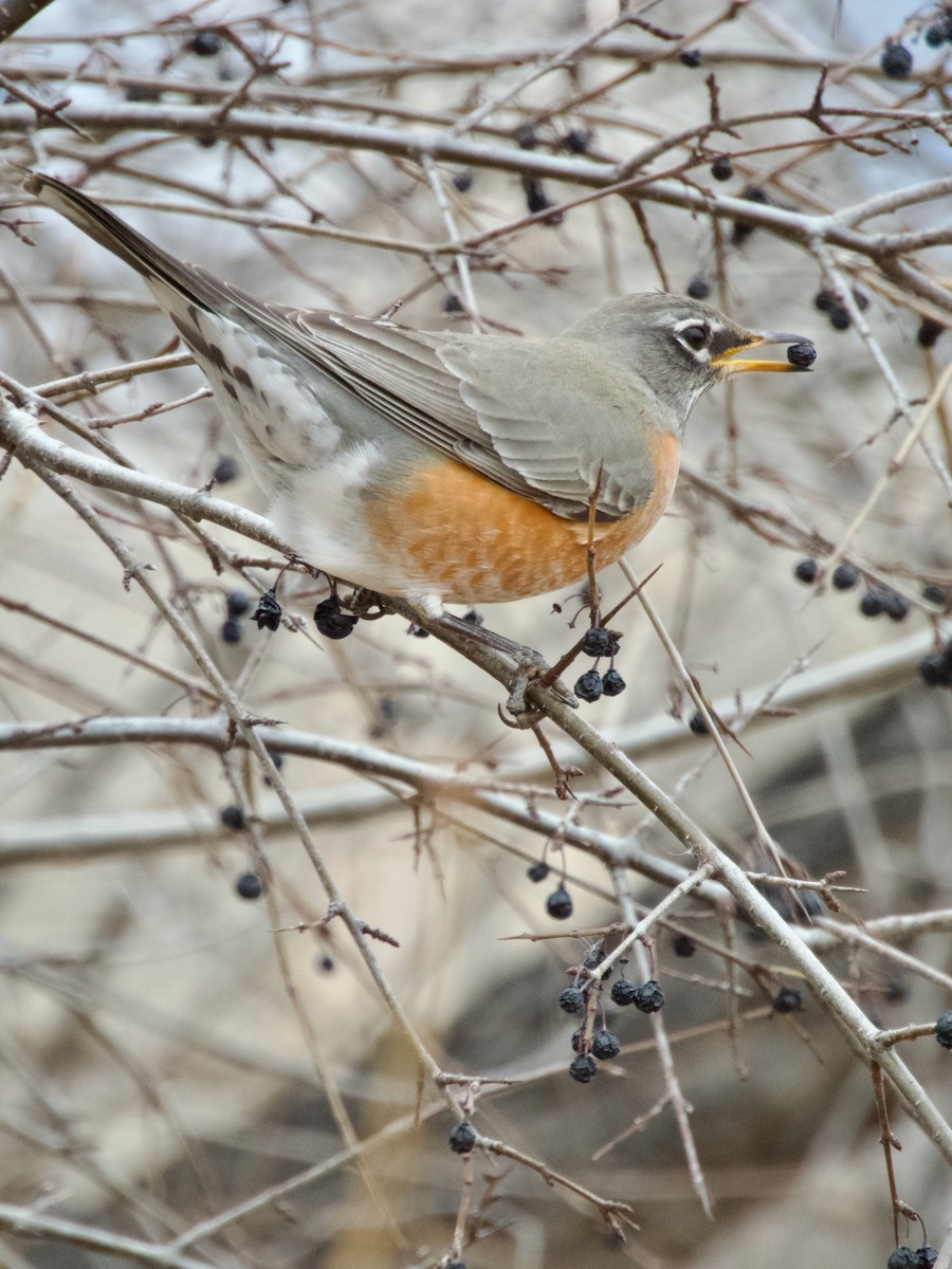American Robin - ML647267756