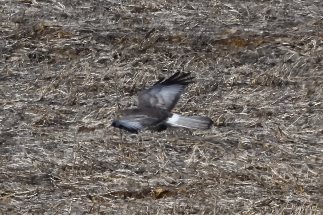 Лунь американський - ML647267759