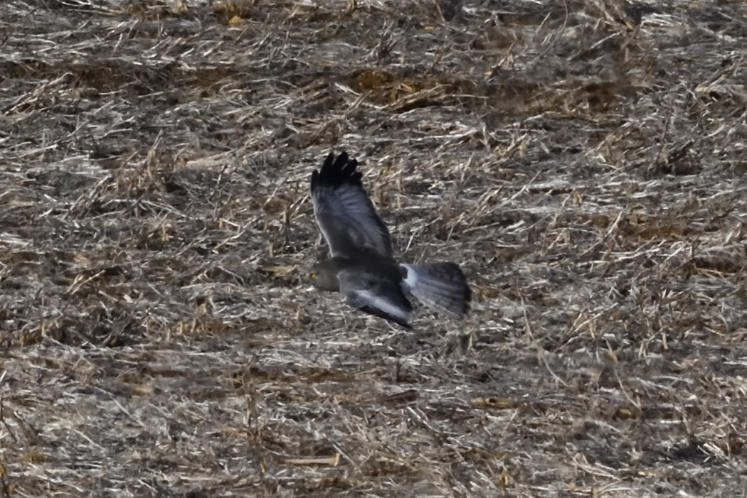 Лунь американський - ML647267765