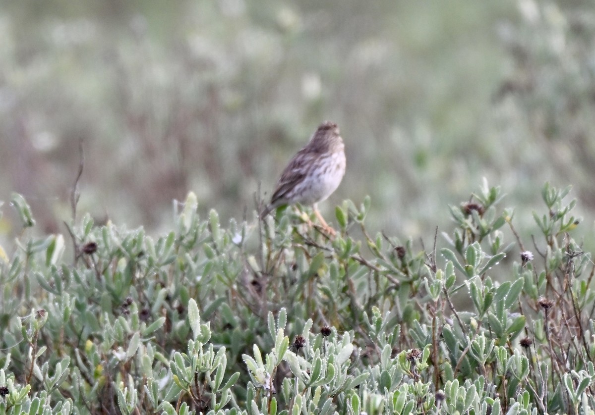 Пасовник савановий - ML647267781
