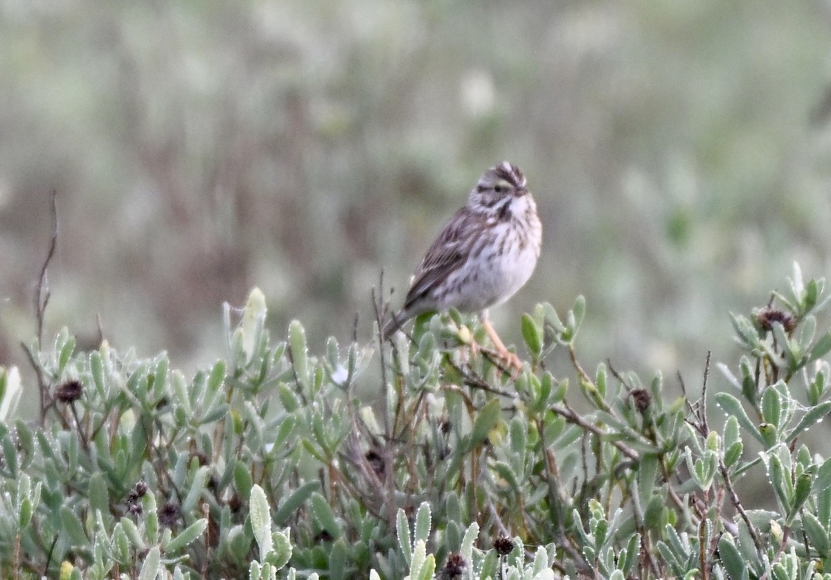 Пасовник савановий - ML647267782