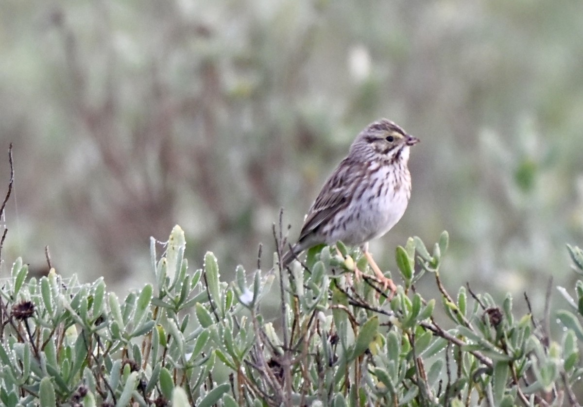 Пасовник савановий - ML647267783