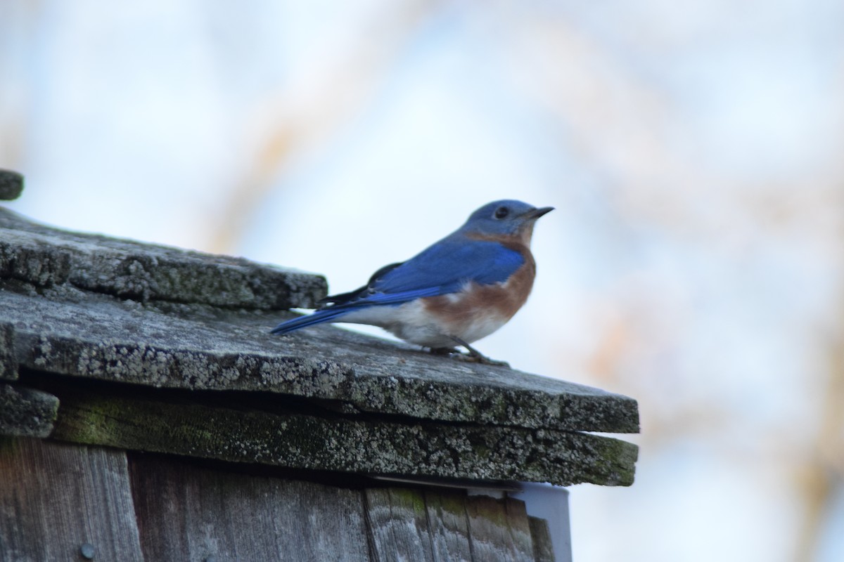 Блакитник східний - ML647267785