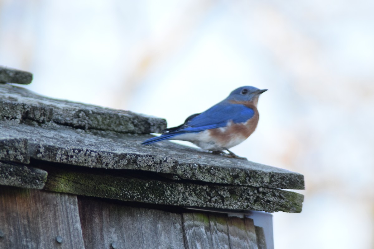 Блакитник східний - ML647267786