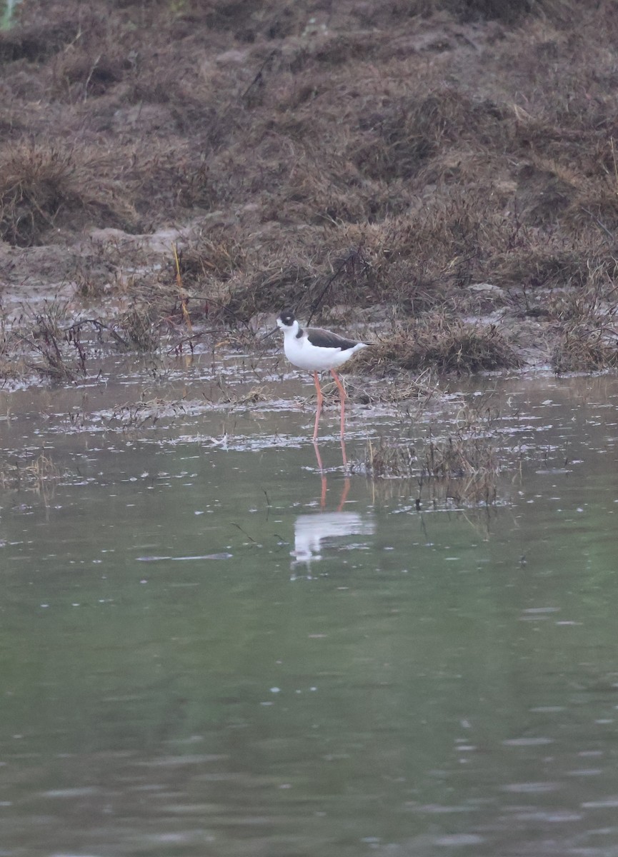 Échasse d'Amérique - ML647267789