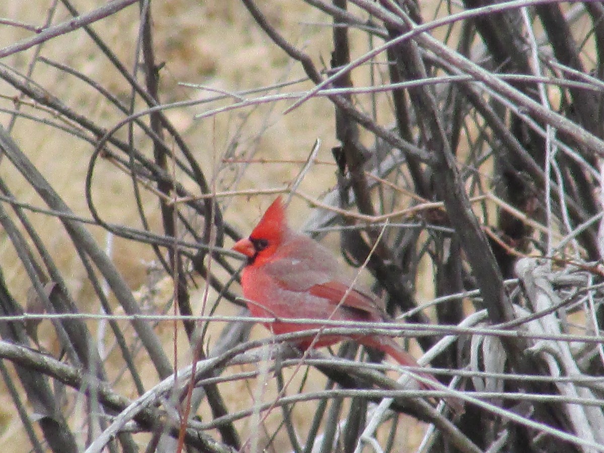 Northern Cardinal - ML647267790