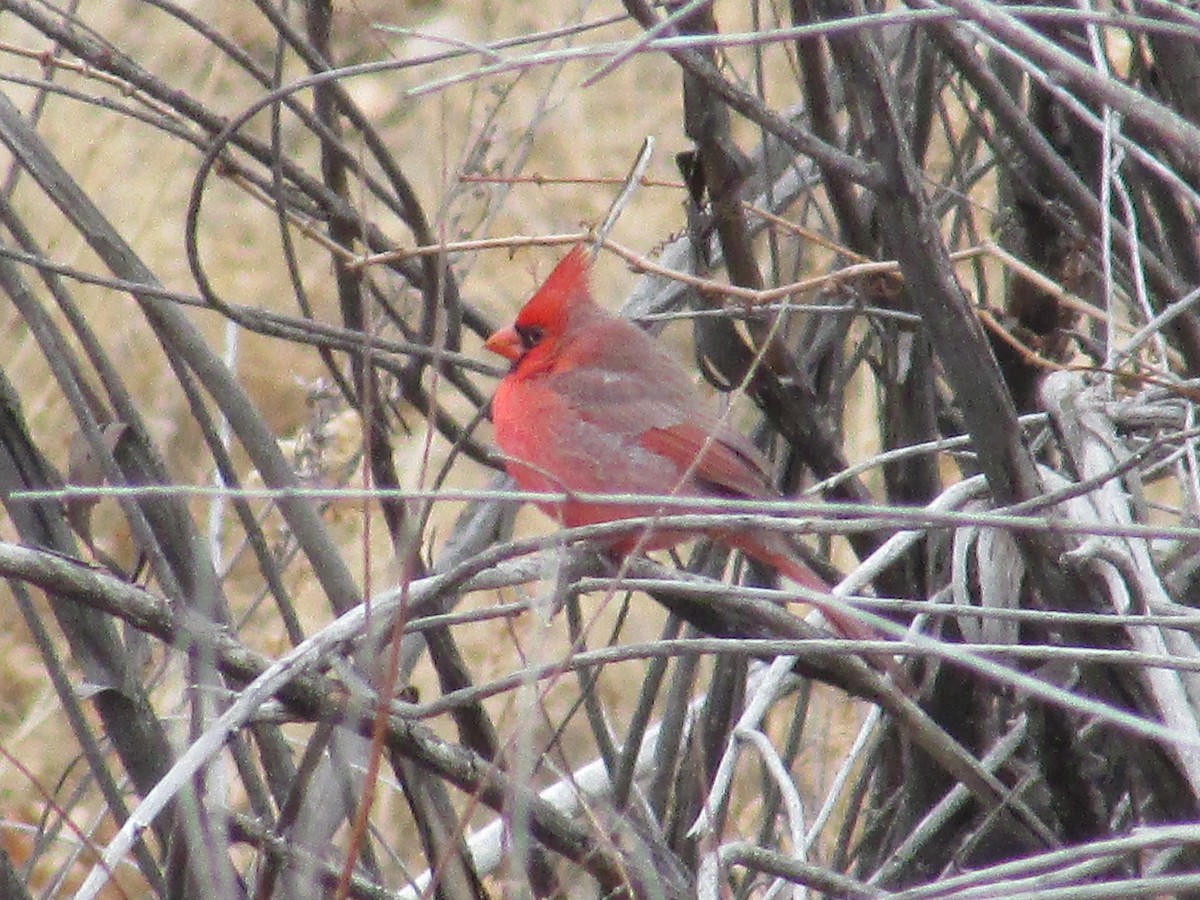 Northern Cardinal - ML647267791