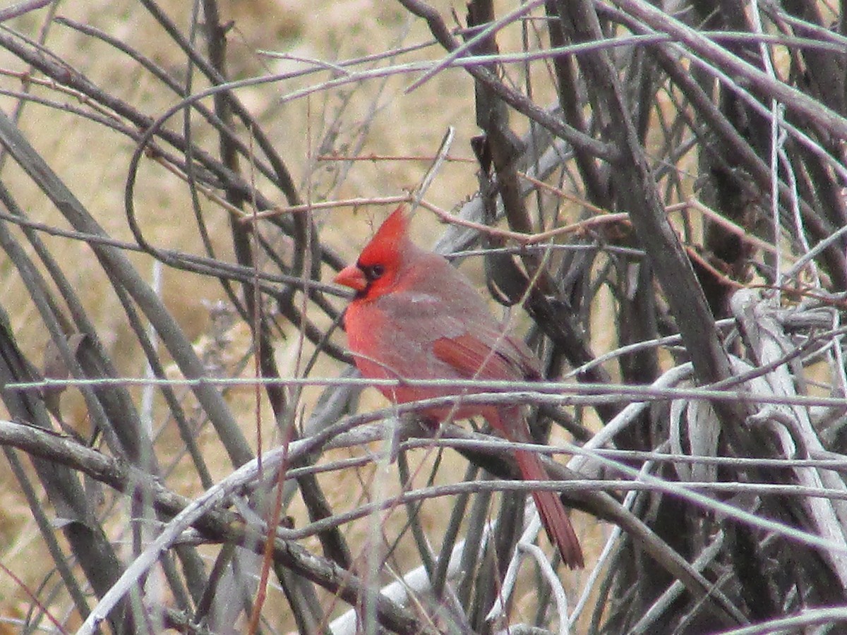 Northern Cardinal - ML647267792