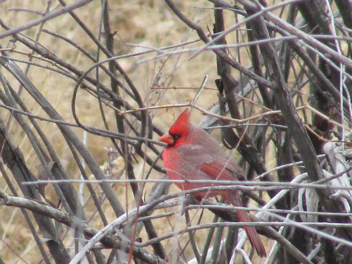 Northern Cardinal - ML647267793