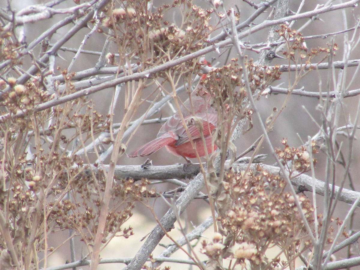 Northern Cardinal - ML647267794