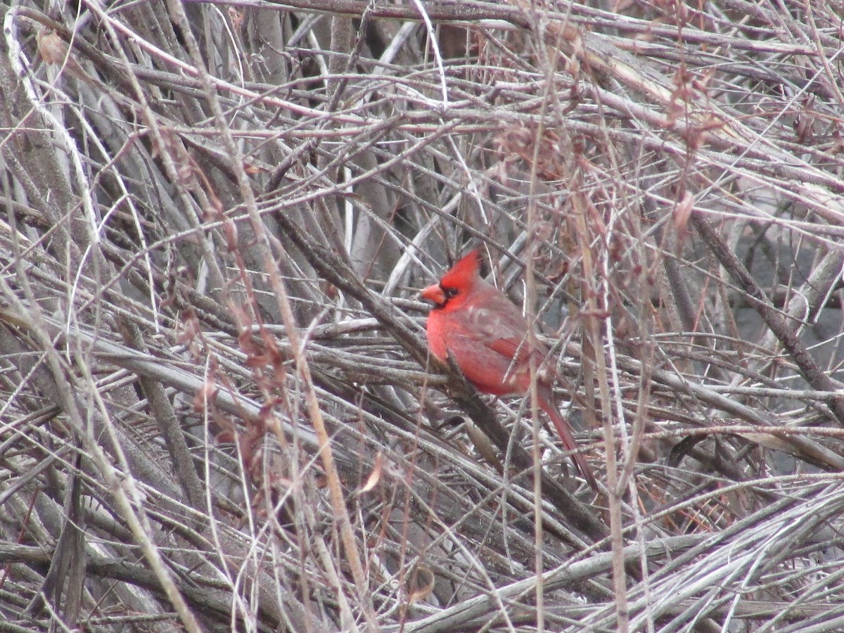 Northern Cardinal - ML647267795