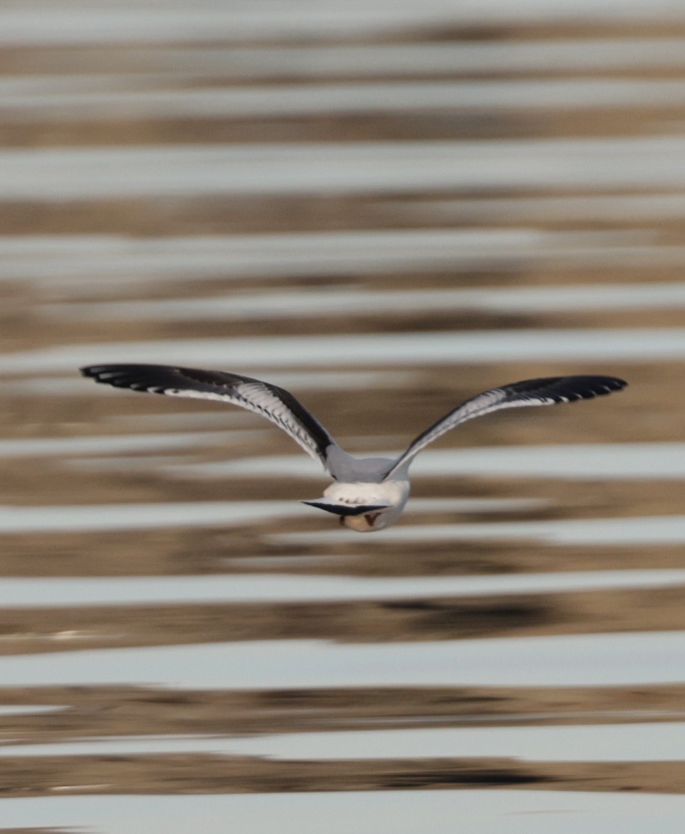 Little Gull - ML647267810