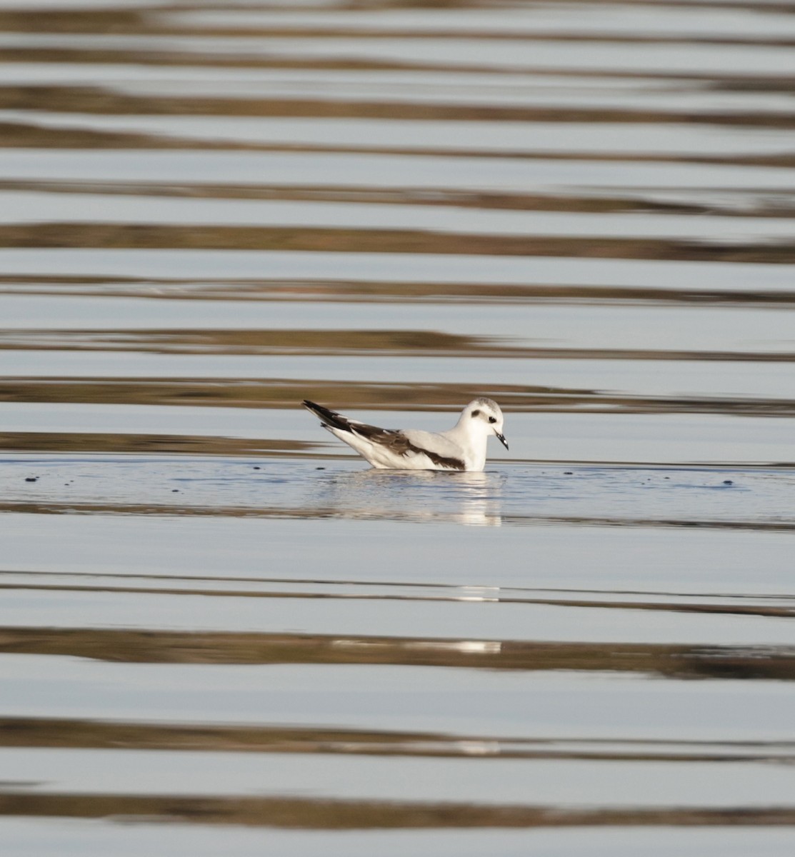 Little Gull - ML647267811