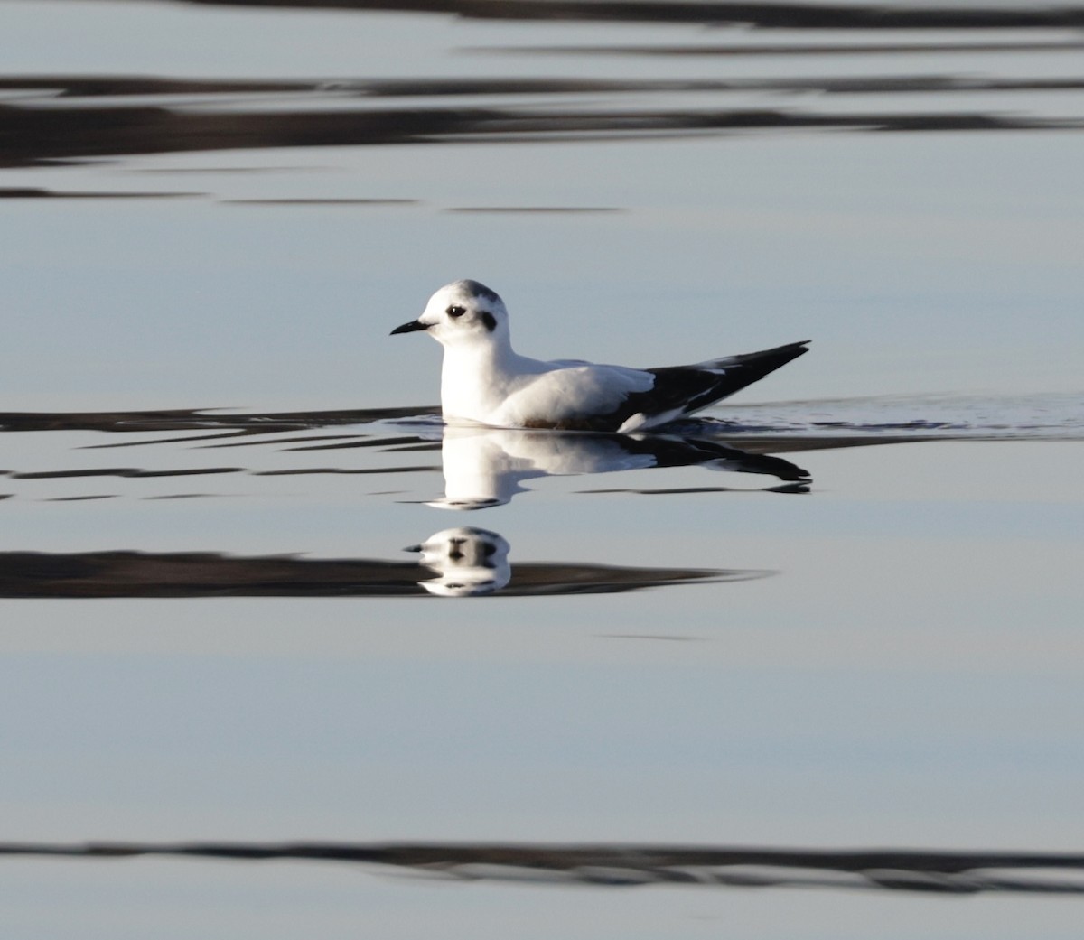 Little Gull - ML647267812