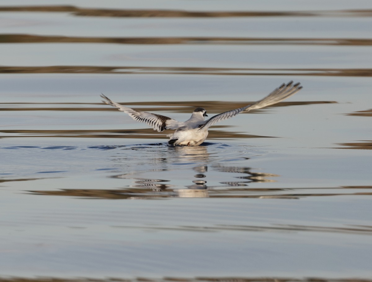 Little Gull - ML647267813