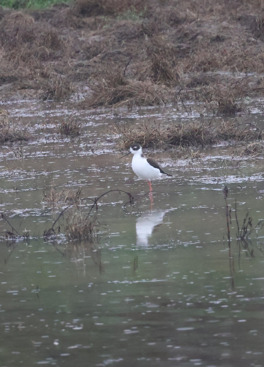 Échasse d'Amérique - ML647267816