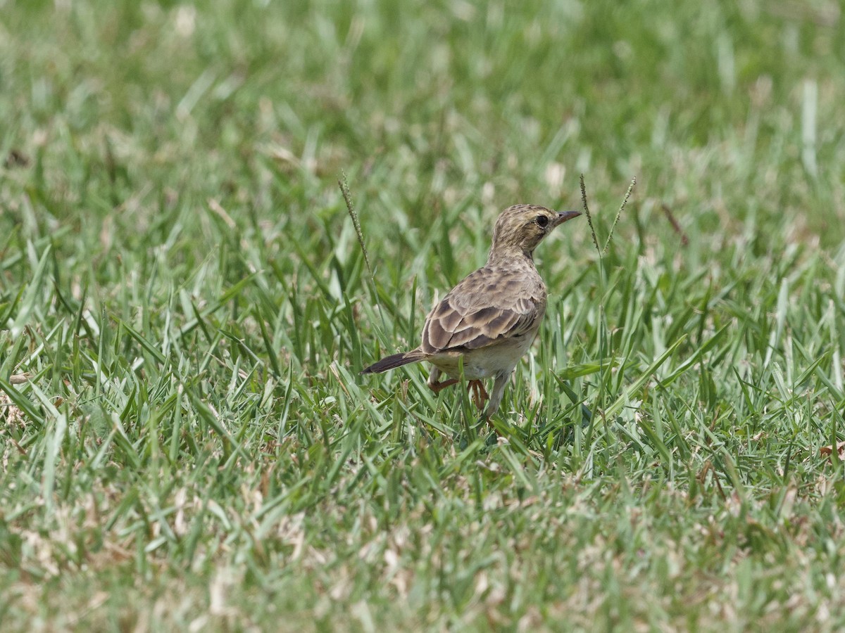 Paddyfield Pipit - ML647267819