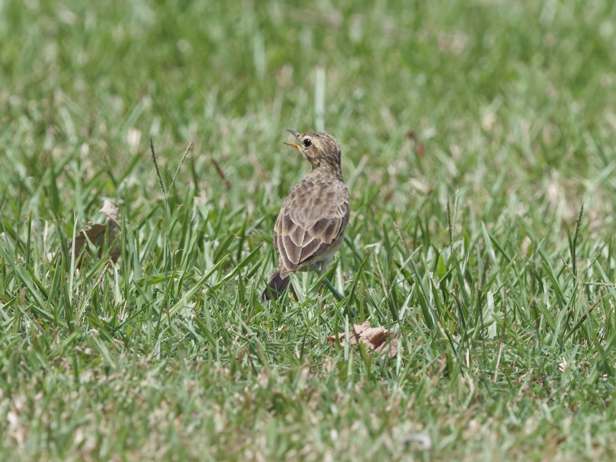 Paddyfield Pipit - ML647267820