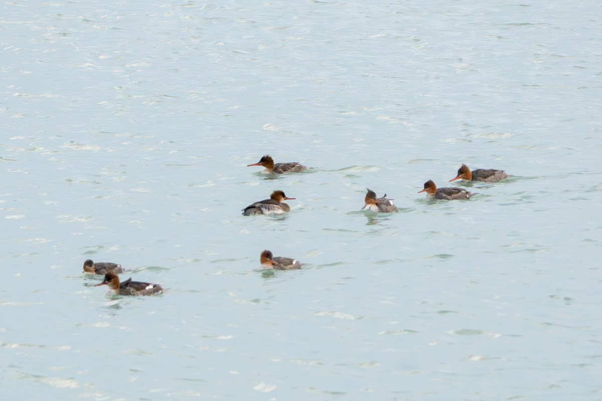 Serreta Mediana - ML647267835