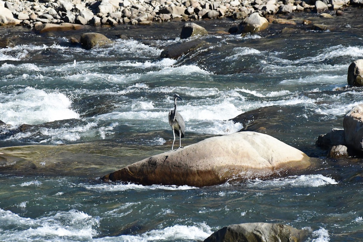 White-bellied Heron - ML647267836