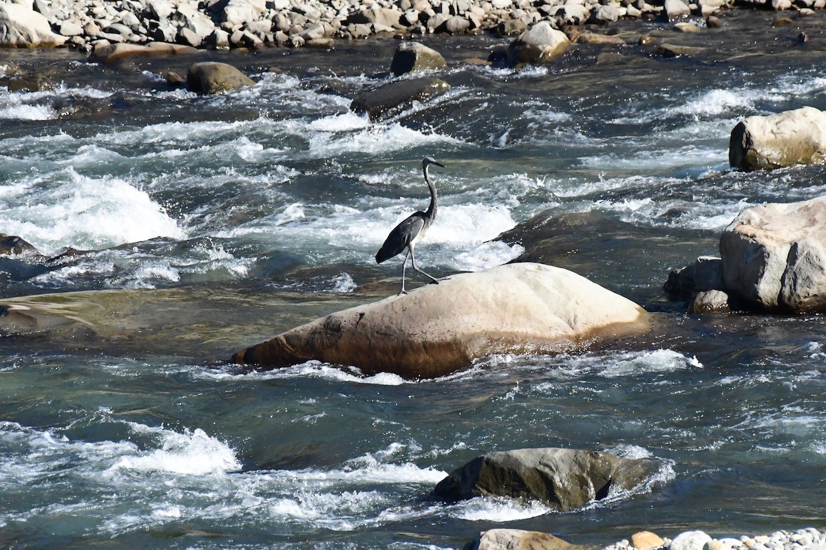 White-bellied Heron - ML647267837