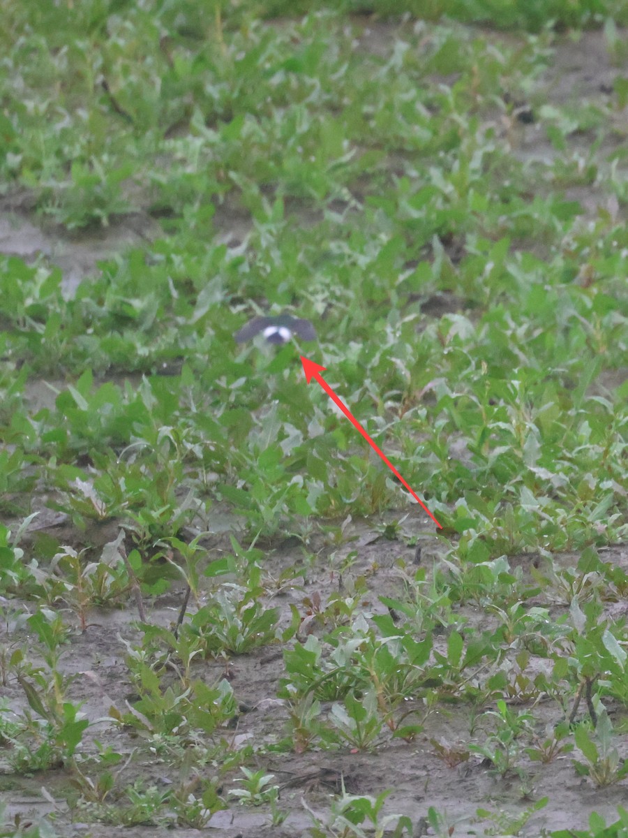 Hirondelle à face blanche - ML647267841
